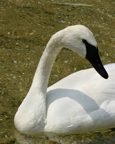 Trumpeter Swan - ID: 1020626 © James E. Nelson