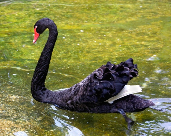 Black Swan - ID: 1020628 © James E. Nelson
