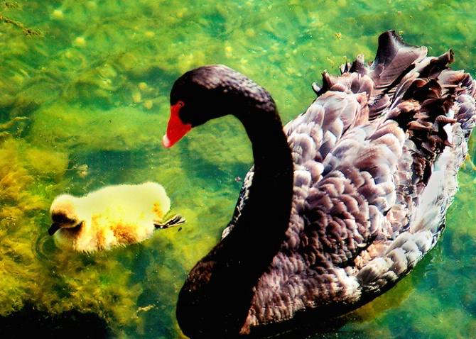 Black Swan & Signet - ID: 1020629 © James E. Nelson