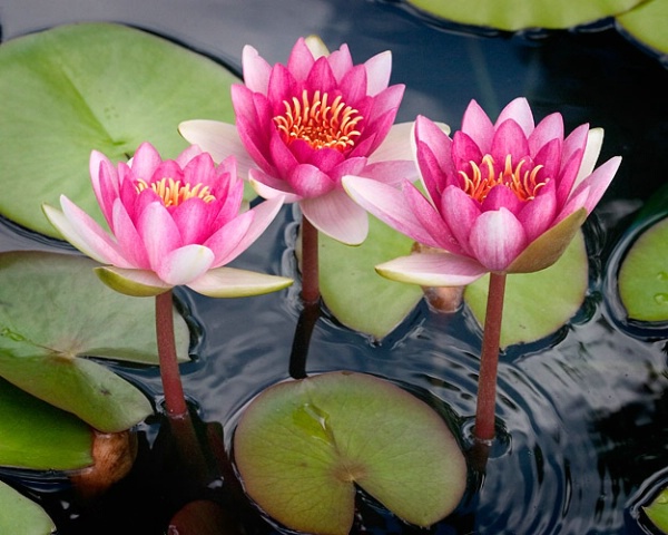 Water Lily Splendor