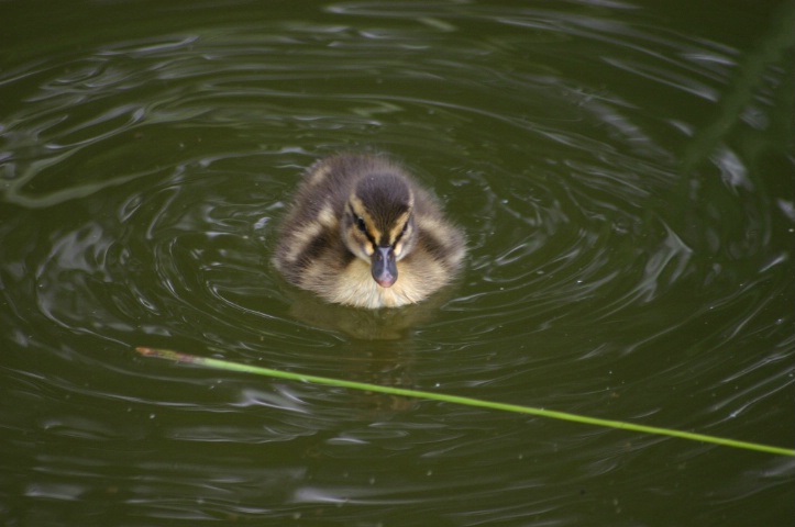 Lone Duckling