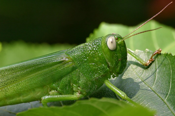 Resting Greenhopper
