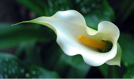 White Calla