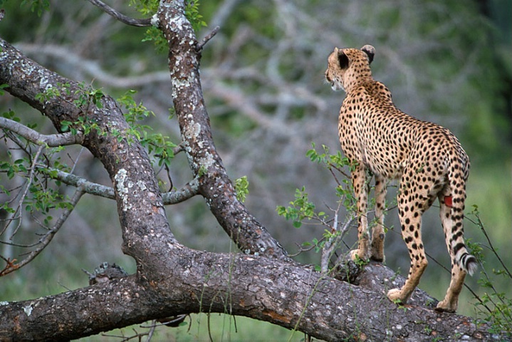 Wounded Cheetah