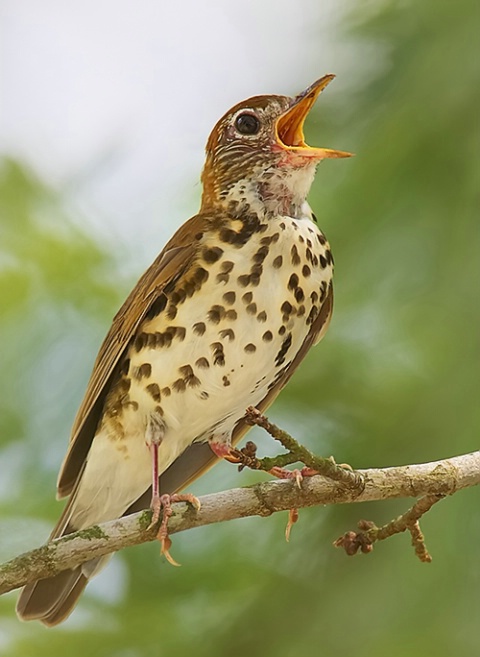 Wood Thrush