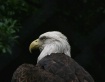 Bald Eagle-CRC