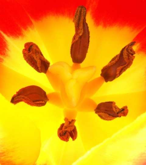Tulip interior