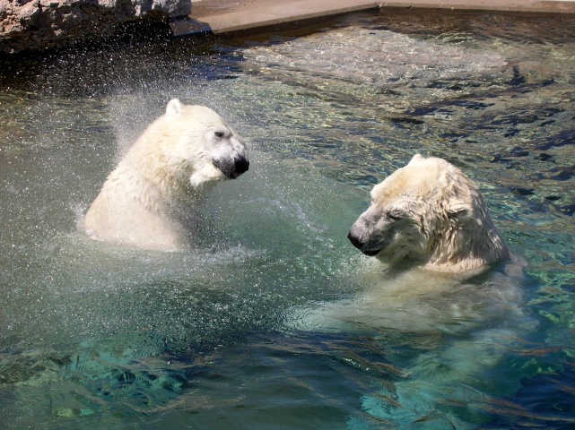 Bear Play, Toronto Zoo