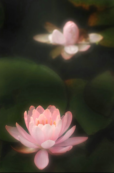 Waterlilies