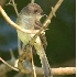 © Robert Hambley PhotoID # 1024333: Eastern Phoebe (juvenile)