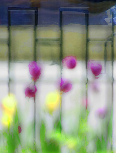 Tulips and Wrought Iron Fence