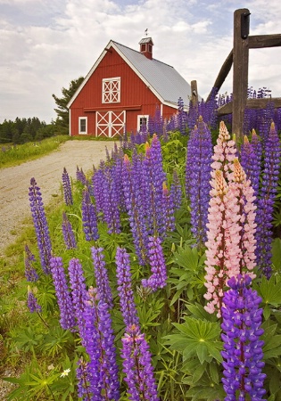 Lupine and Barn