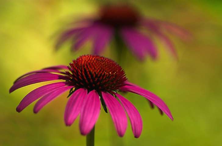 Coneflowers