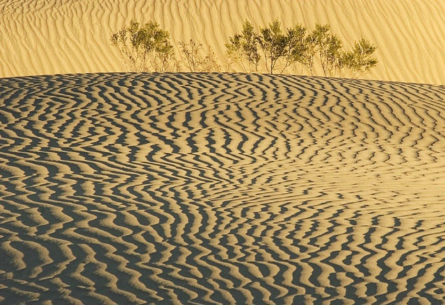 Dunes patterns with weeds