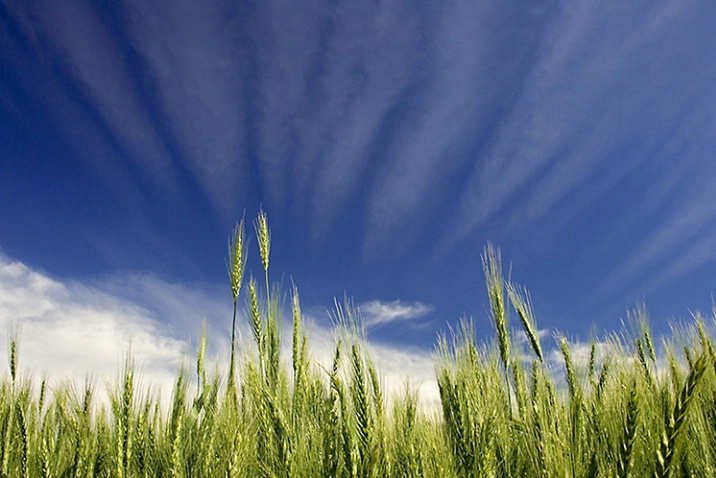 Wheat Stalks and Big Sky - ID: 1026526 © John Tubbs