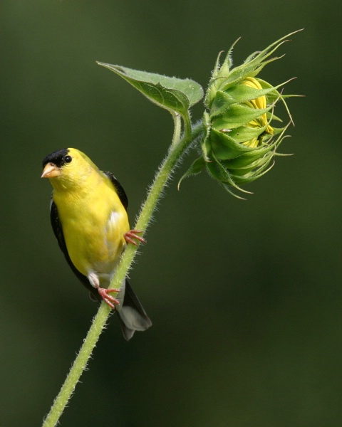 Goldfinch on a Sunflower