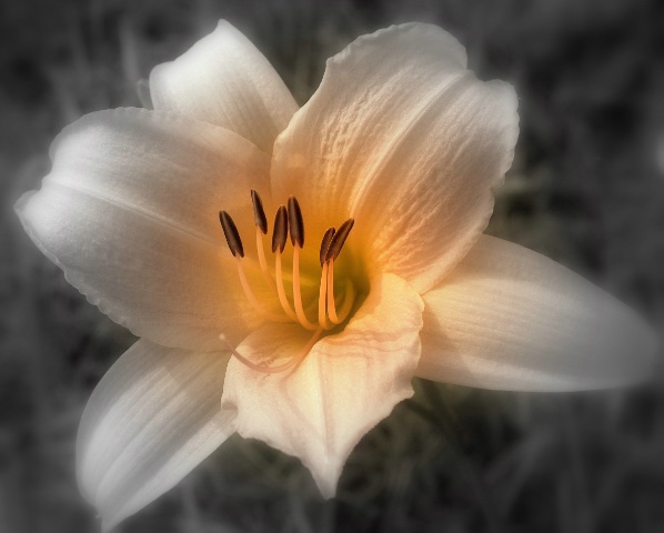 "Day Lilly"
