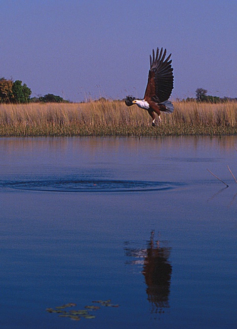 Fish eagle II-Botswana
