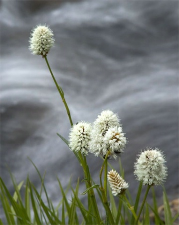 Flowers at Mitchell Creek