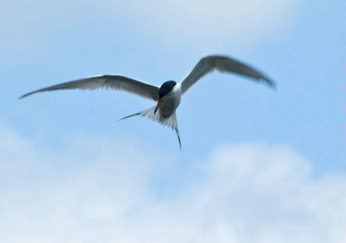 Tern Looking for a Meal
