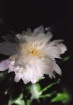 zinnia
