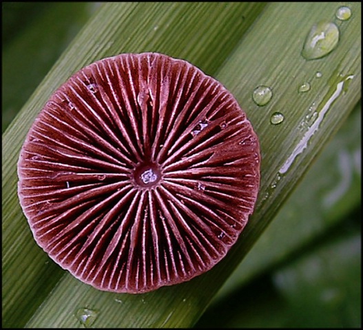 Mushroom Abstract