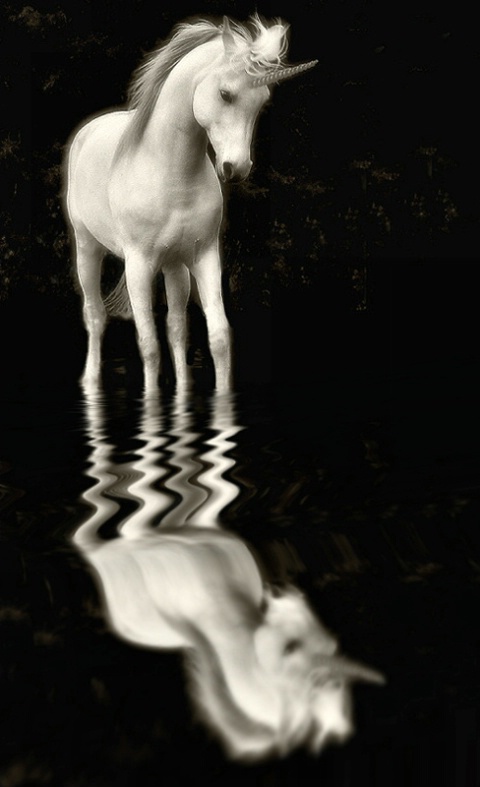 Unicorn Reflections
