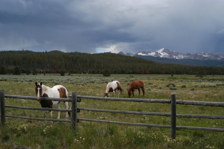 Fisher Creek Horses