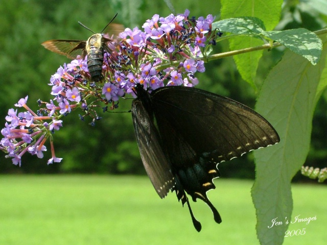 Moth & Black Butterfly sharing lunch(2)