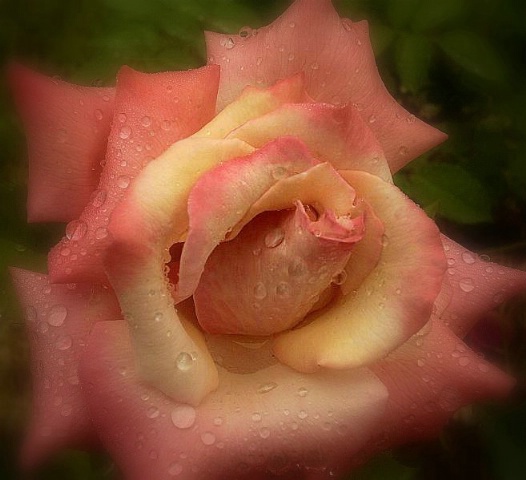"Wet Rose"