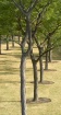 Tree Circles