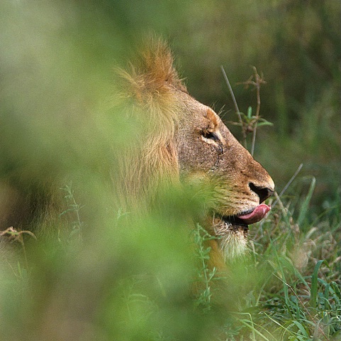 Lion- South Africa