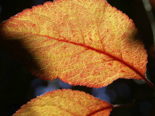 Veins of Leaf