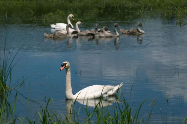 Male Mute Swan and Family