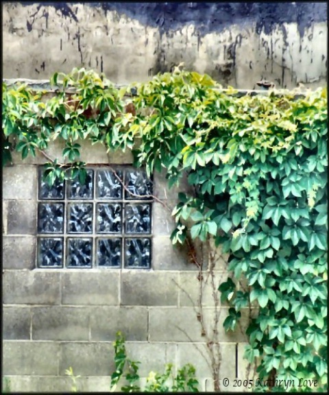 vine and window or brick and brick