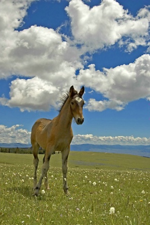 Wild Horse In Pryor Mountains