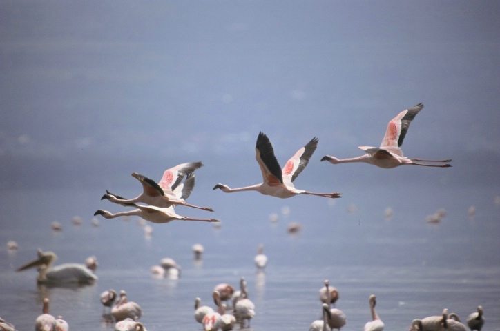 Flamingos in Flight