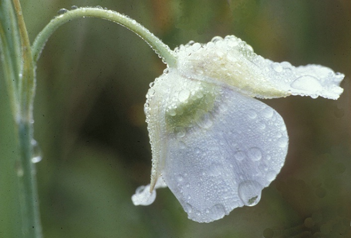 Mariposa with Dew