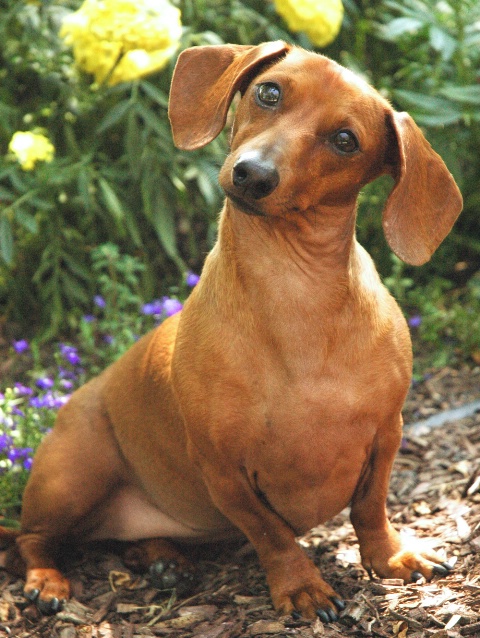 Daisy the dachshund