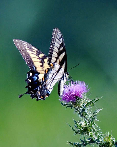 Butterfly - ID: 1037350 © Marilyn S. Neel