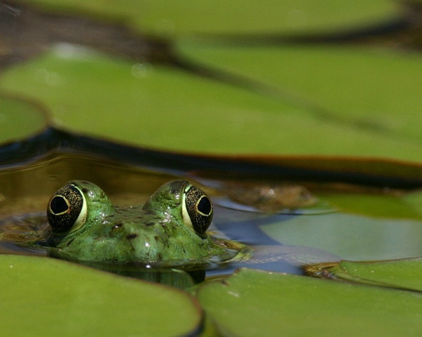 Frogs - Eye View
