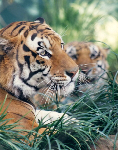 ~ A Tiger Tail ~ - ID: 1039512 © Trudy L. Smuin