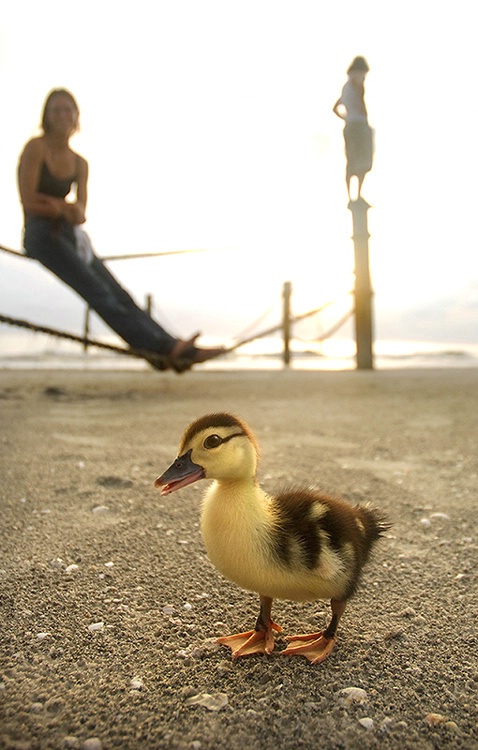 A Duckling on the Beach