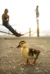 A Duckling on the...