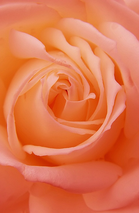  Rose Beauty