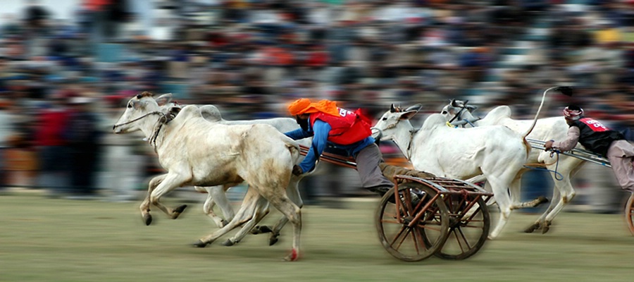 BULLOCK CART RACE