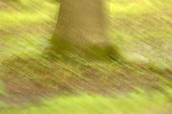 Impressionist Tree Trunk