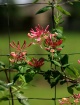 Pink Honeysuckle ...