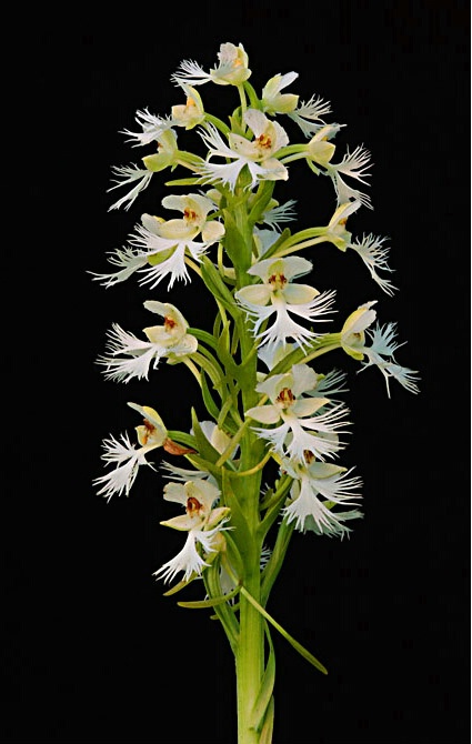 White Praire Fringed  Orchis