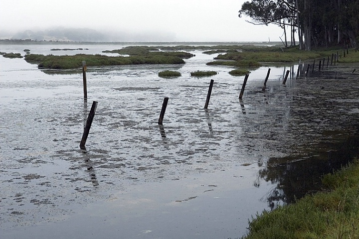 Elkhorn Slough, Early Morning